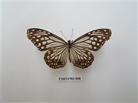 藏品(絹斑蝶)的圖片